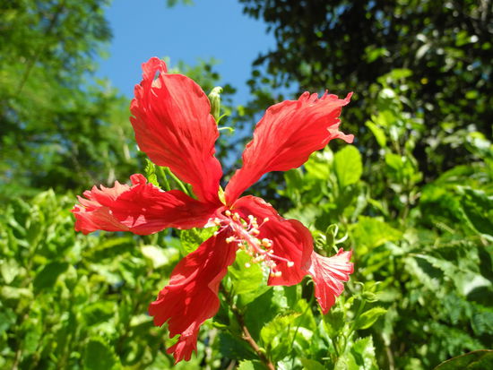 Auf Palawan existieren hunderte von endemischen Tier- und Pflanzenarten. Auch in der Stadt blüht die exotische Flora.