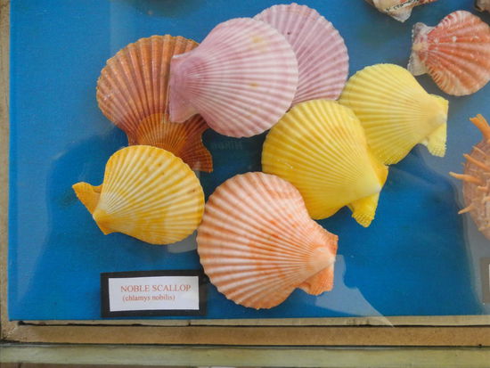 In der unteren Etage sind diverse Korallen und Muscheln ausgestellt. Einige davon in recht poppigen Farben, die aber erstaunlicherweise natürlichen Ursprungs sind.