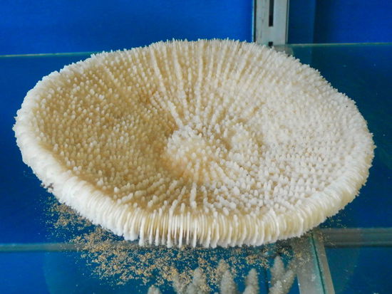 Schade, man hätte die Exponate ein wenig besser präsentieren können. Mangels ausreichender Beschriftung ist wenig über die einzelnen Objekte zu erfahren (wie beispielsweise übe diese Koralle).