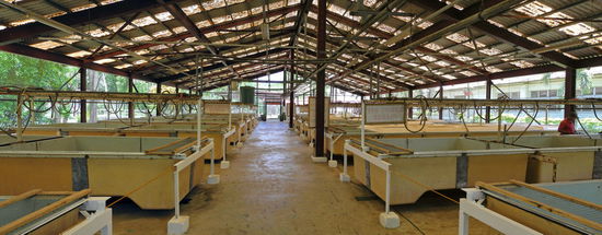 Die großen Wannen sind die Kinderstube der  Krokodile. Überall ist ein Zirpen der Jungtiere zu hören und Terrariumgeruch liegt in der Luft.