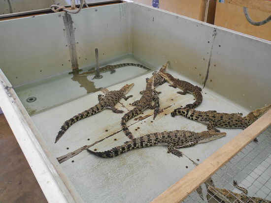 Diese öden Wannen sind die Kinderstube der Krokodilbabys.