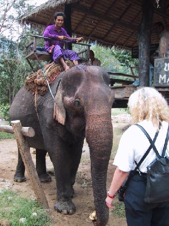 Der Mahout und sein Tierchen