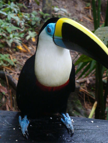 Tucan