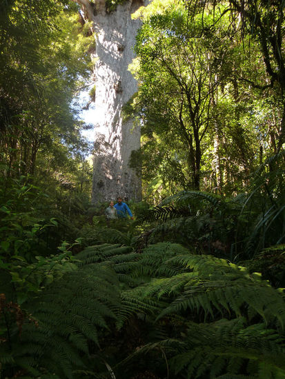 Größter Kauri-Baum (wir stehen noch ca. 30m vor dem Baum)