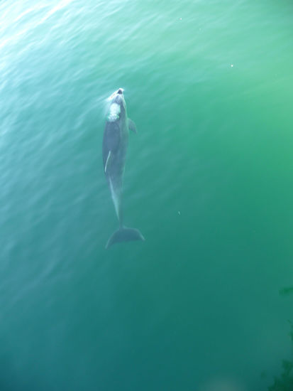 Delphin