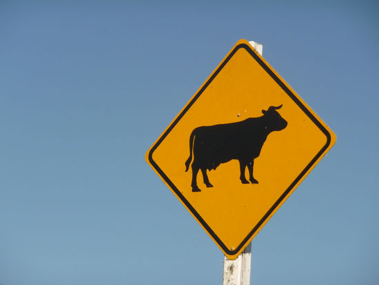 Rinder und Schafe kreuzen