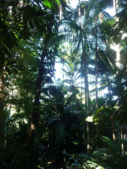 Daintree-Nationalpark nördlich von Cairns