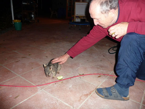 Abendlicher Besucher