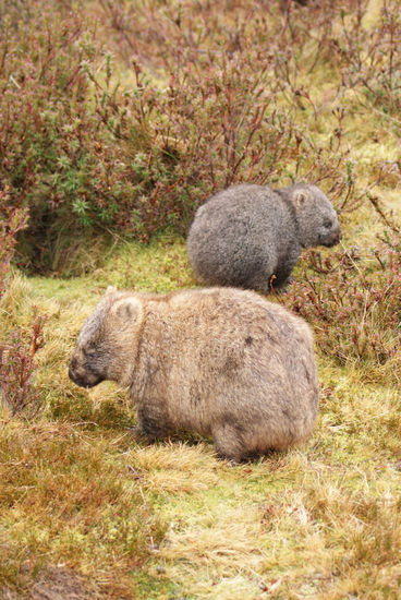 Wombats