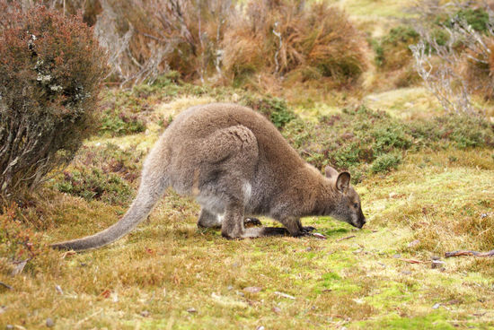 Wallaby