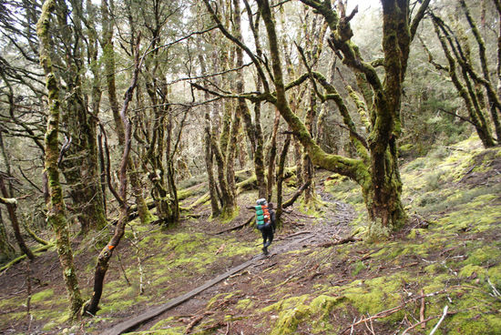 Wälder, Pflanzen, Stille... und wir!