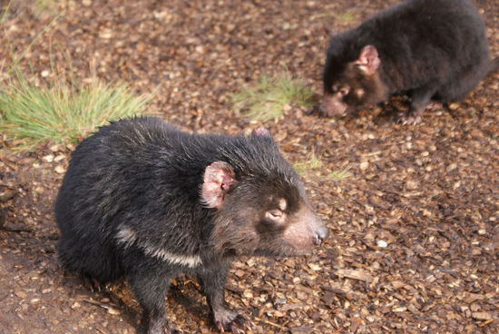 Tasmanische Teufel bei Cradle Valley |pm