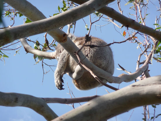 Koala