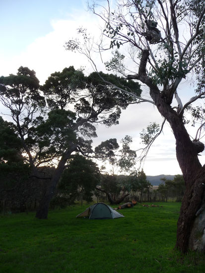 Nachtplatz unter Beobachtung eines Koalas