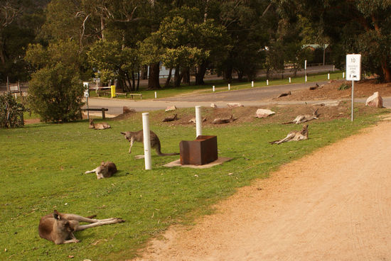 Kängurus aufm Campingplatz