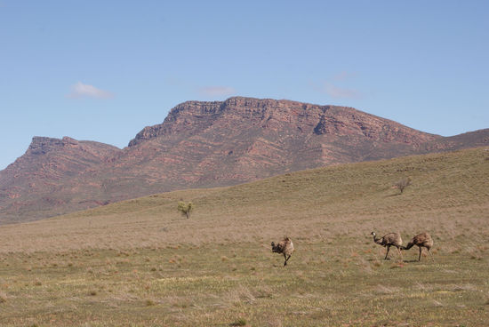 Emus am Flinders Ranges Nationalpark