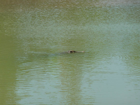 Sieht eigentlich ganz friedlich aus