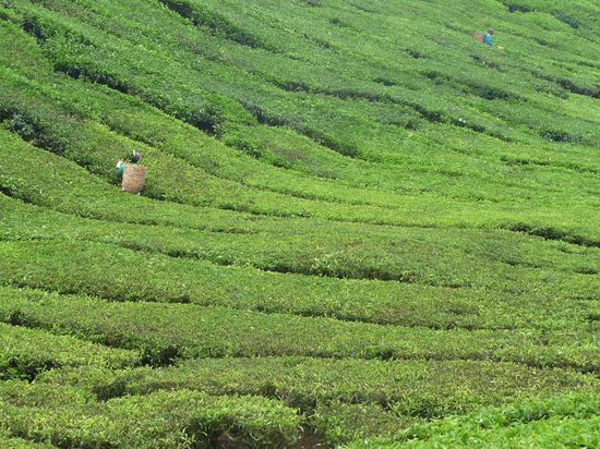 Boh-Teeplantagen in "Cameron Highlands"