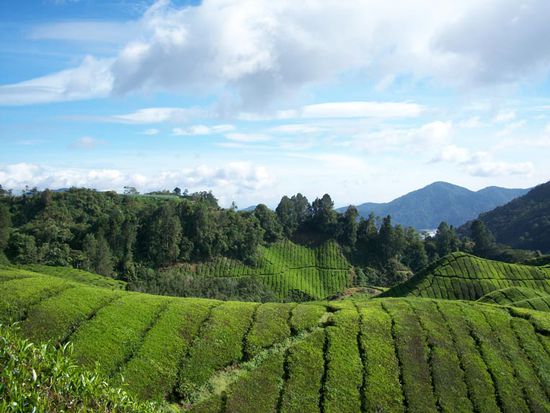 "Cameron Highlands"