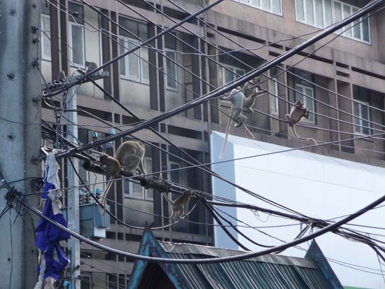Lopburi, die Stadt der Affen