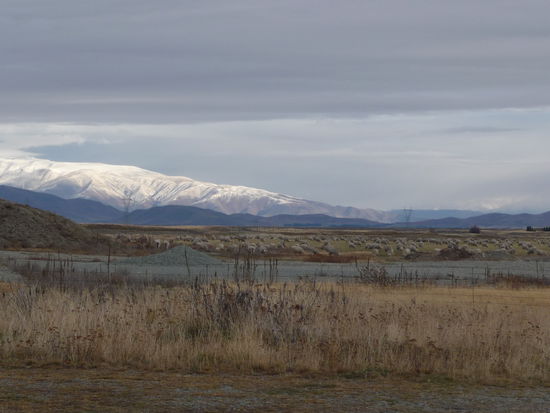 Schafe, Berge und Schnee
