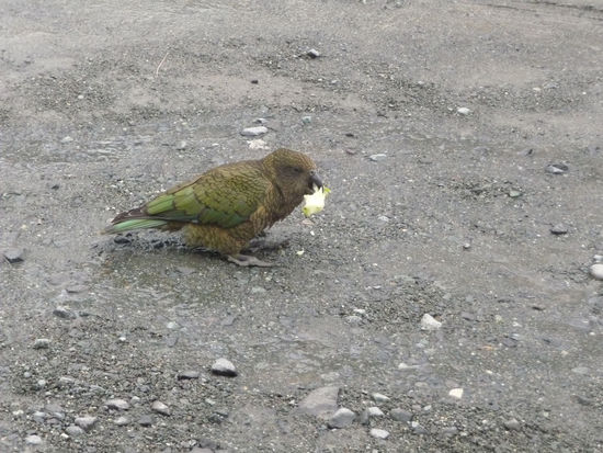 Man hätte ihn eigentlich nicht füttern dürfen (zu spät gesehen)