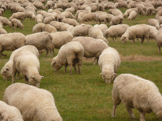 Mehr Schafe als Einwohner