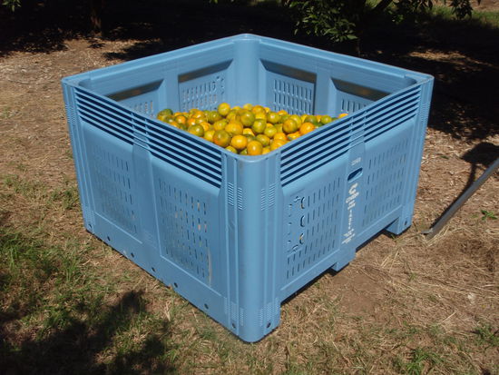 So nen Kübel, genannt Bin, muss ich voll machen. DSas dauert ugefähr vier bis vier einhalb Std. und kostet unglaublich viele Nerven! Dafür bekomm ich aber 90 dollar pro bin.