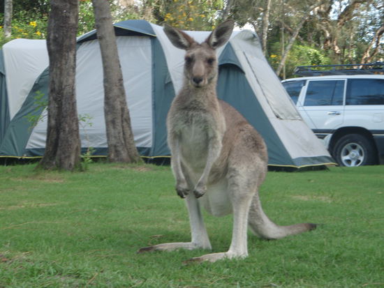 Kämguru am Campingplatz, voll Putzig..