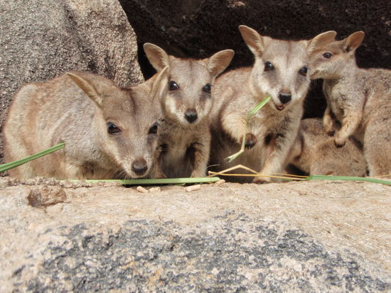 Rockwallabies