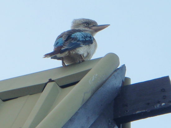 Blauer Kookaburra