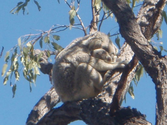 Mama Koala und Baby Koala
