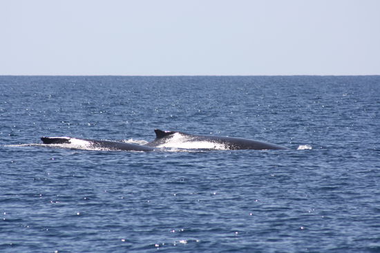 Die waren direkt neberm Boot!! So toll