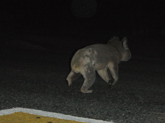 Mein erster Koala mitten in der Stadt... leider nur von hinten erwischt