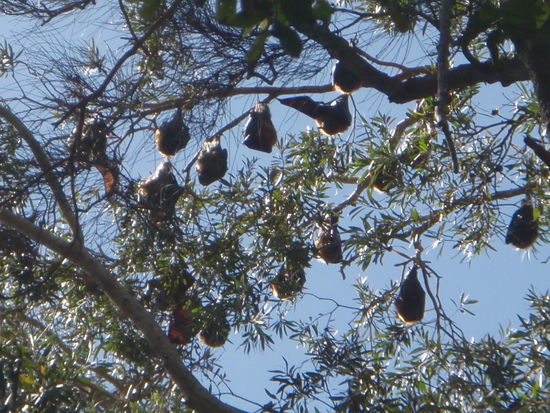 Riesige Fledermauese