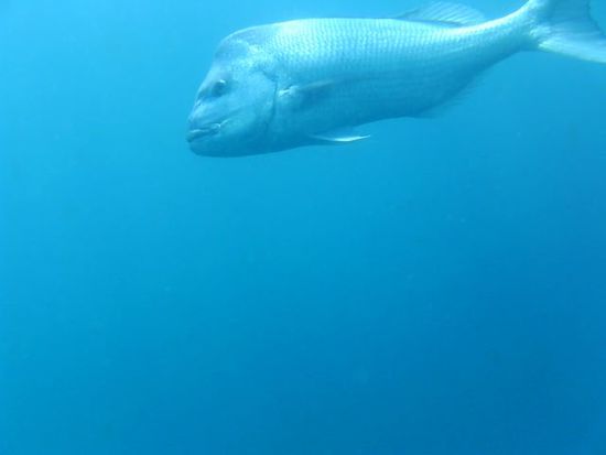 Weiss leider nicht was das fuer ein Fisch war, aber der war auch sehr sehr gross!!
