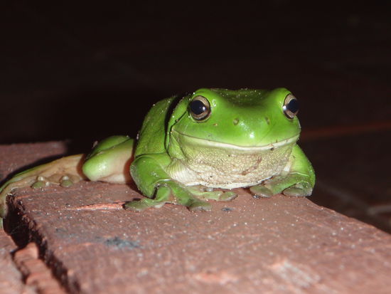 Blattfrosch im Hostel in Byron Bay