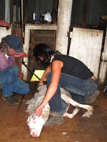 Mhh das arme Schaf, kurz nach dem Schären haben wirs dann geschlachtet. Und zwei Tage später haben wirs gegessen. Irgendwies hats mir aber nicht geschmeckt..