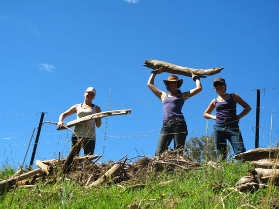 Fleißig am Zaun Bauen 