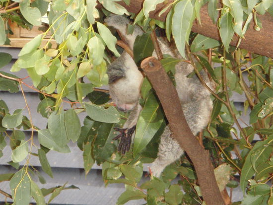 Der war wohl weng müde 