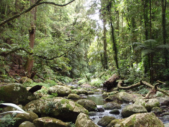 Regenwald... einfach gigantisch!