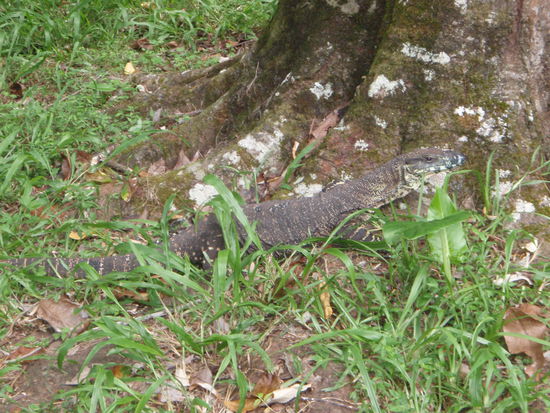 Die gibts hier überall, bei uns gibts die nur im Käfig...