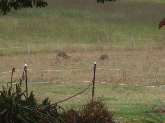 Kängurus direkt vor der Tür..