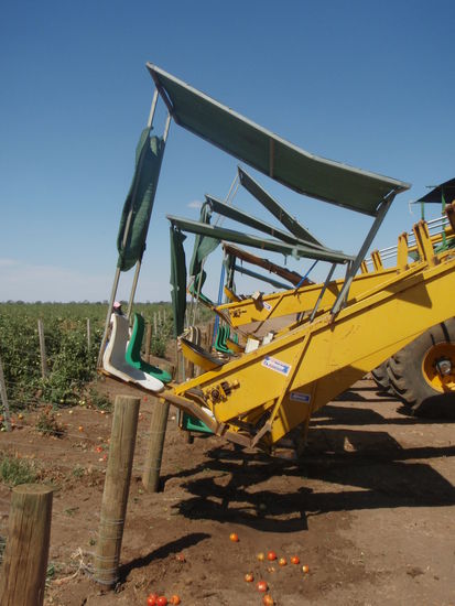Das war am Anfang, Maschinen picking. Da sitz man in diesem riesigen Harvester und pickt Tomaten wie der Teufel!
