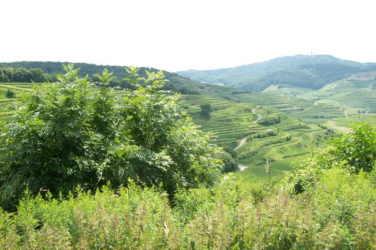 Paus mit blick auf die Weinberge