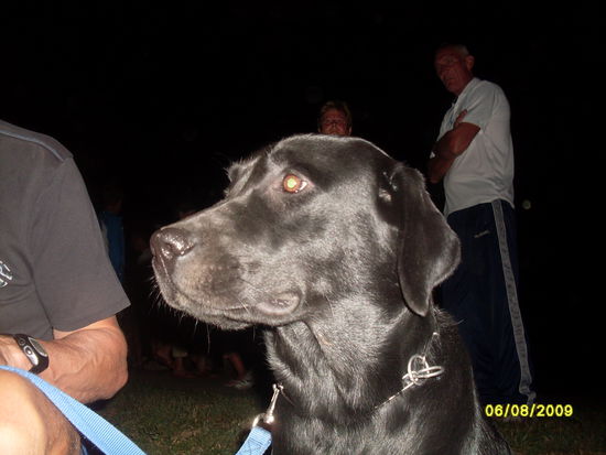 Rico ganz aufmerksam während des open air und Feuerwerks