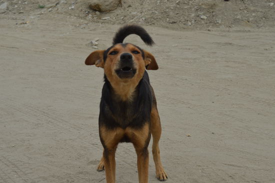 Que estas Gringo?  Ja, da hat er recht, was mache ich wirklich da?