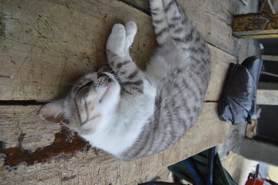 Sie lebt, bt vergrößern