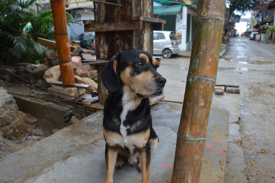 konnte ihm nicht widerstehen