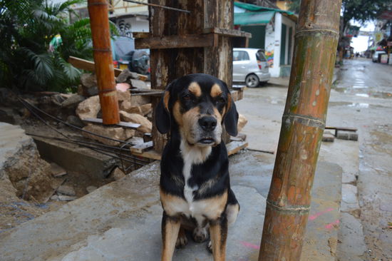 Ein so ein lieber Kerl. Niemand nimmt Notiz von ihm